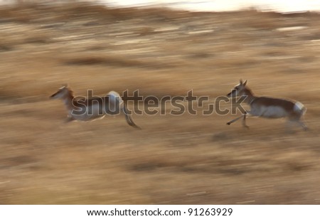 Panned Blurred image of Prairie Pronghorn Antelope Running Saskatchewan
