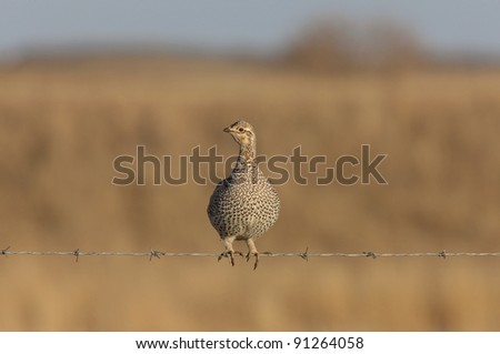 Sharptailed Grouse on Barbed Wire