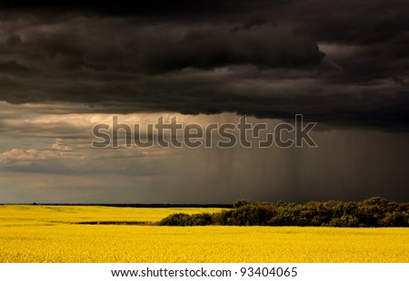 Rain front approaching Saskatchewan canola crop