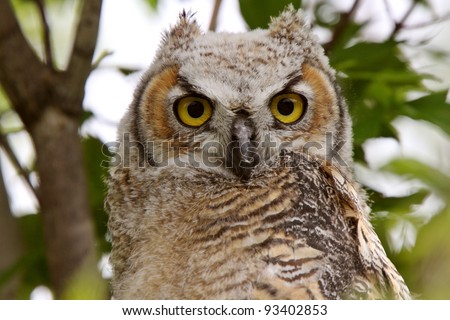 Great Horned Owl fledgling perched in tree