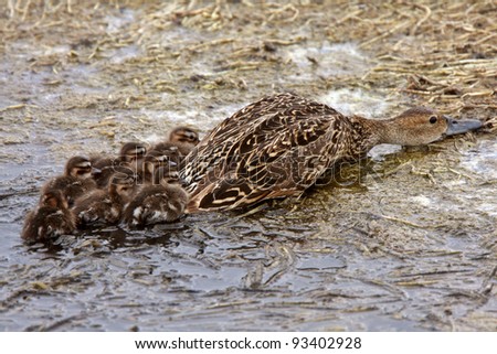 Female duck and ducklings hiding on shore of pothole