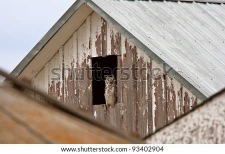 Great Horned Owl perched in barn window