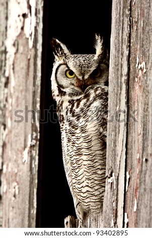 Great Horned Owl perched in barn window