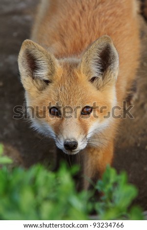 Red Fox pup in Saskatchewan