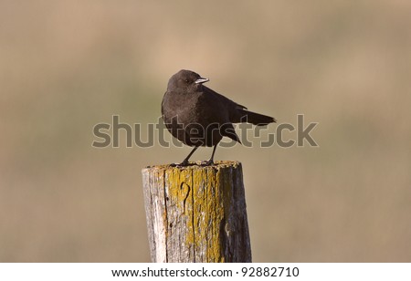 Female Brown headed Cowbird on fence post