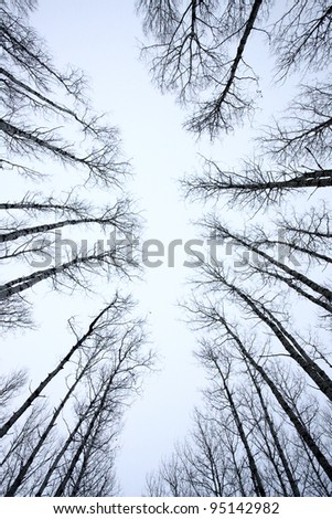 Trees In Saskatchewan