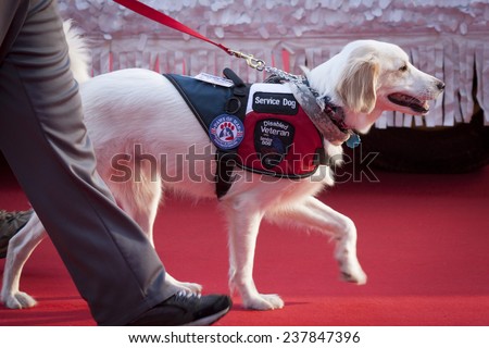NEW YORK - NOV 11, 2014: A disabled veteran service dog walks on the red carpet in the 2014 America\'s Parade held on Veterans Day in New York City on November 11, 2014.