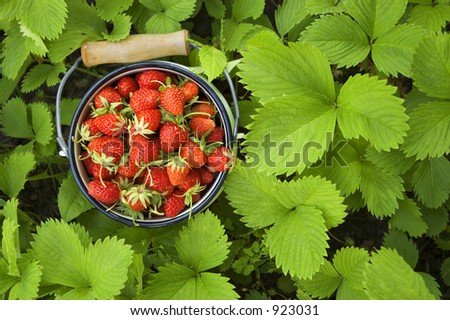 Strawberries in a garden . frontal shot
