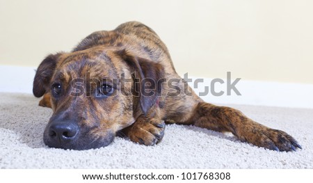 Cute brindled puppy lying on the floor