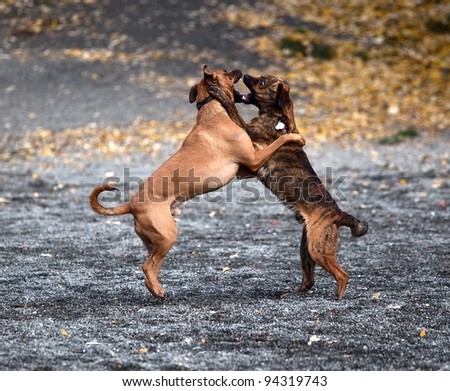 Two males dogs playing with teeth