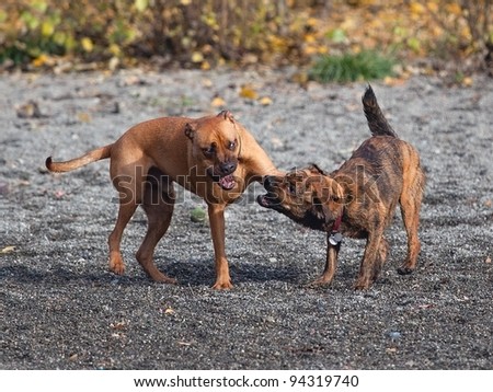 Two males dogs playing at a park