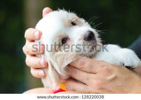 Puppy in love hand.