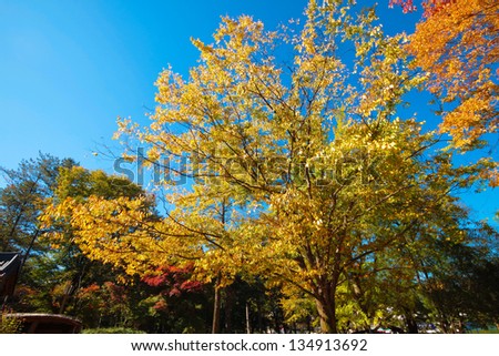 Beautiful autumn scenery at Nami Island, South Korea.
