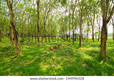 Mature rubber trees estate.