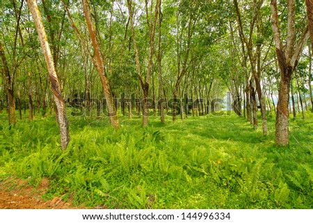 Mature rubber trees estate.