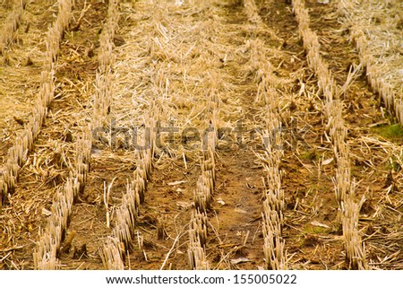 Harvested plot of farm land.