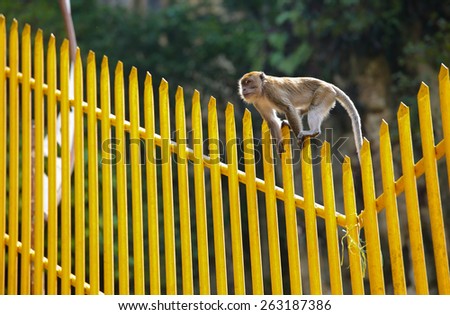 Young monkey walking on yellow fence at Batu Cave temple.