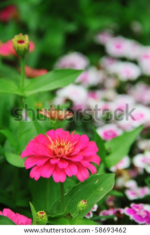 Red Zinnia flower with blurred white flower backdrop. Concept of standing out.