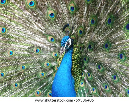 Peacock displaying his tail. Concept of animal beauty.