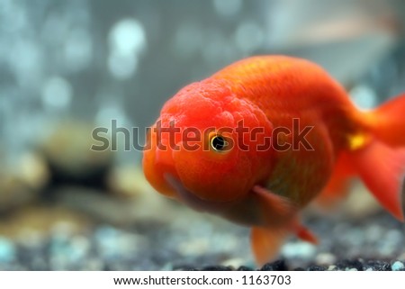 Lion head goldfish, close-up