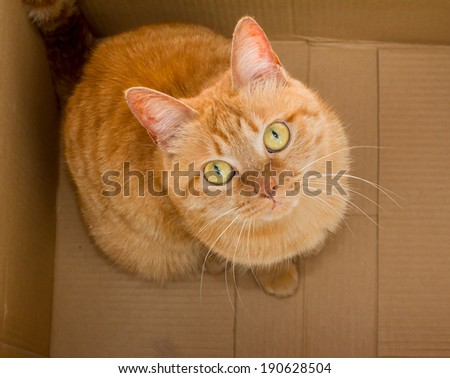yellow ginger cat pet  in box