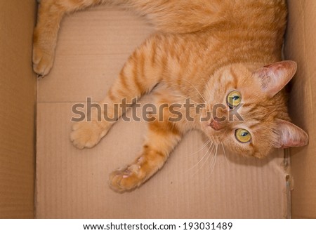 yellow ginger cat in box pet isolated