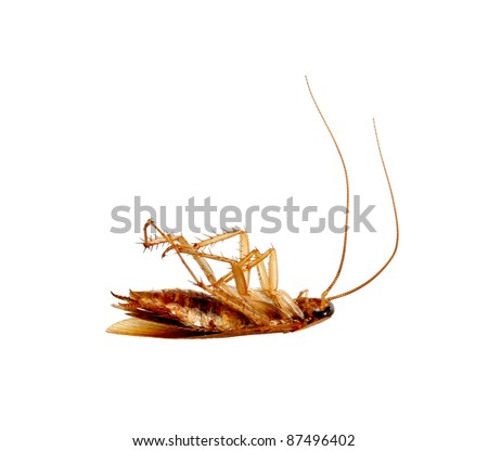 dead cockroach pictures