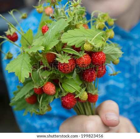 wild strawberry in hand