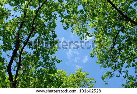 trees in the forest and blue sky