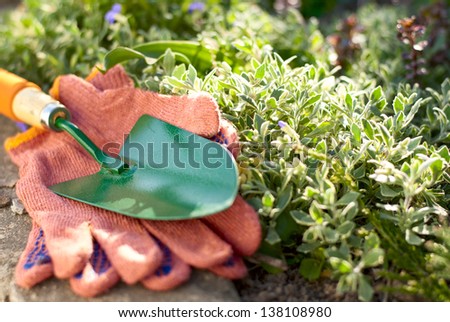 garden trowel and gloves on a bed of green plants