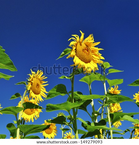 Beautiful bright yellow sunflower, or Helianthus, grown in agriculture for its seeds and oil, growing outdoors in a sunny field
