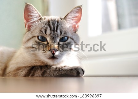 Beautiful sleepy cat with blue eyes lying resting on a wooden window sill in the sunlight enjoying a lazy day, low angle view