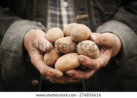 Close-up of male hands holding a potato on a background of the vegetable garden