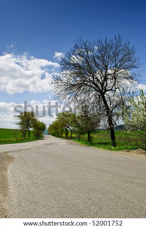 Road with tree a side and fresh grass