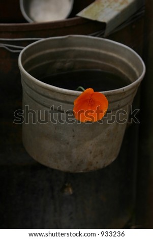 a flower in the  old bucket