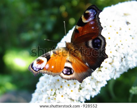butterfly on a butterfly bush