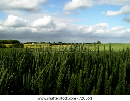 fertile ground - wheat field