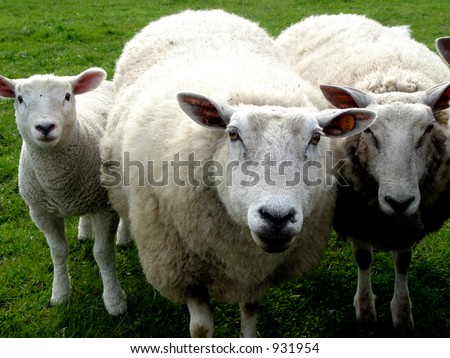 wool family