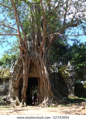 stock photo : angkor wat tree
