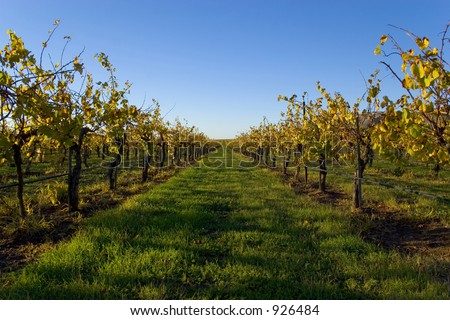 Looking down the rows of grape vines right after harvest.