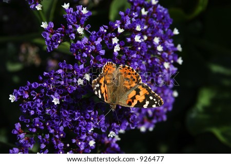 Orange, white and black Butterfly (lot's of detail) on purple and white flowers.