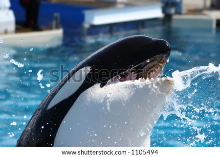 Orca whale (Killer whale) with his mouth open and the splashes of water around suspended in the air.