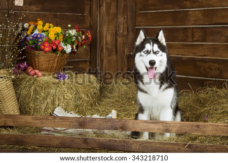 Dog-puppy of breed Siberian husky, portrait in the interiors of photo Studio