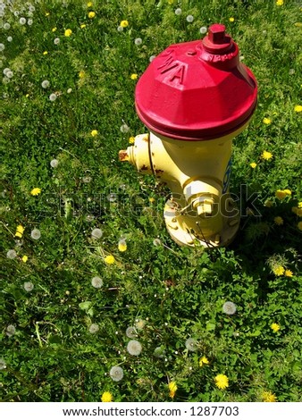 A fire hydrant in strong sunlight with deep shadows, surrounded by an endless sea of grass and dandelions.
