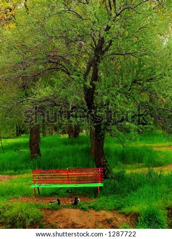 Brightly colored red and green graffiti-covered bench in an urban park beneath a large tree amidst green grass, in afternoon light, with ducks in front.