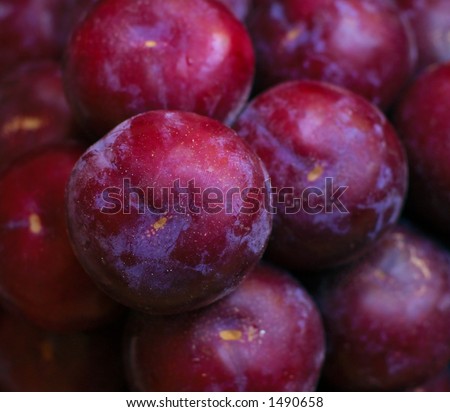 Ripe, tree-fresh plums or pluots prepared for shipping or consumption.