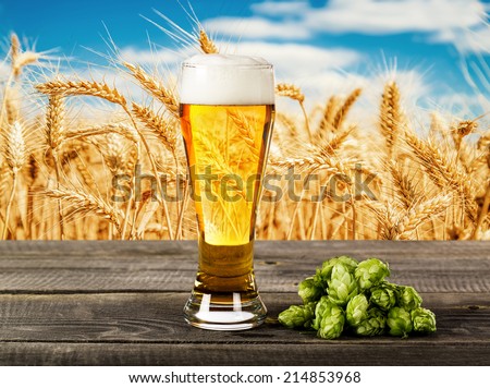 Beer glass with hops on the against a wheat field