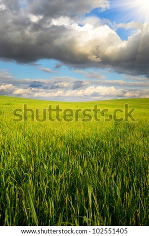 lush green grass on the field. natural composition