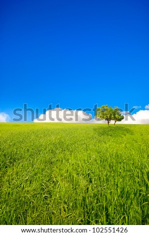 tree growing on a green meadow against the bright sung