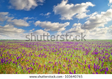 field with purple flowers on a background of mountains. natural composition